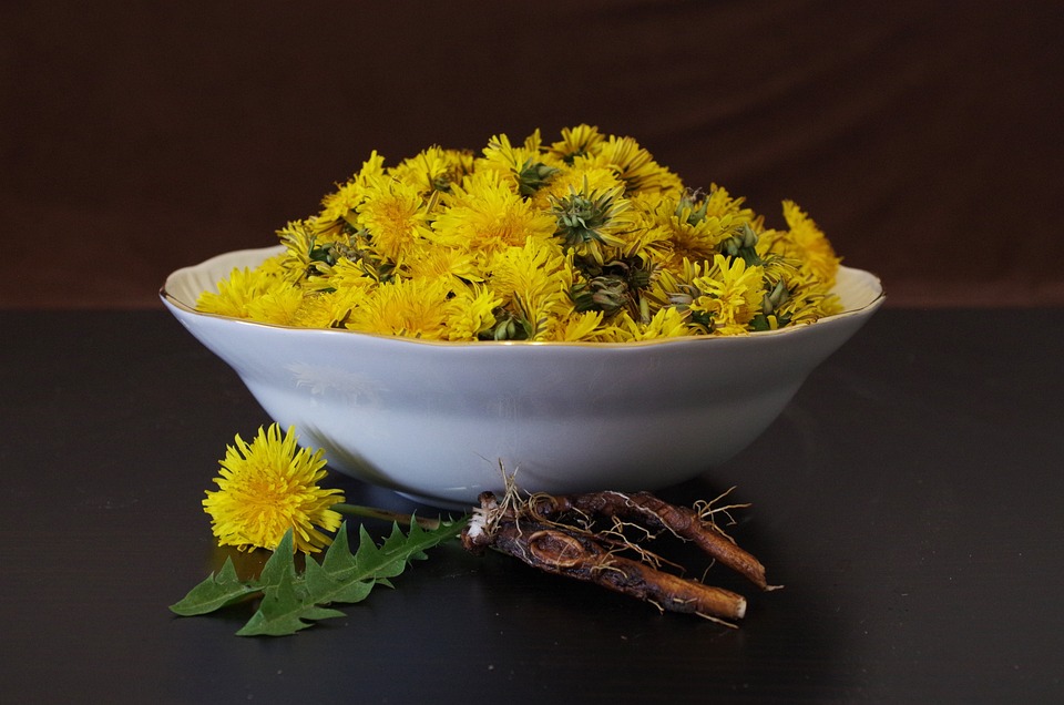 15 Reasons You Should Go & Pick Dandelion Greens and Flowers