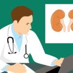 Free Kidney Anatomy illustration and picture