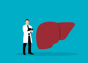 Free Liver Internal Medicine vector and picture