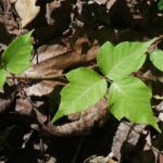 Poison Ivy, Plant, Leaves, Poison, Allergic, Irritant