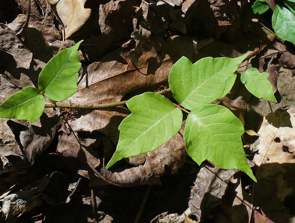 12 Most Effective Home Remedies For Poison Ivy