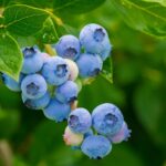 Free Blueberries Fruits photo and picture