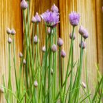 Free Chive Blooming photo and picture