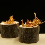 Free Cordyceps Mushrooms Mushrooms photo and picture