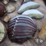 Free Mushrooms Chestnut Röhling photo and picture