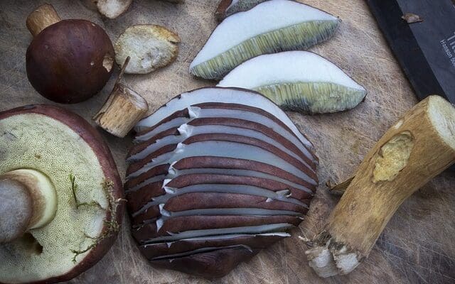 Free Mushrooms Chestnut Röhling photo and picture