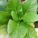 Free Mustard Green Bok Choy photo and picture
