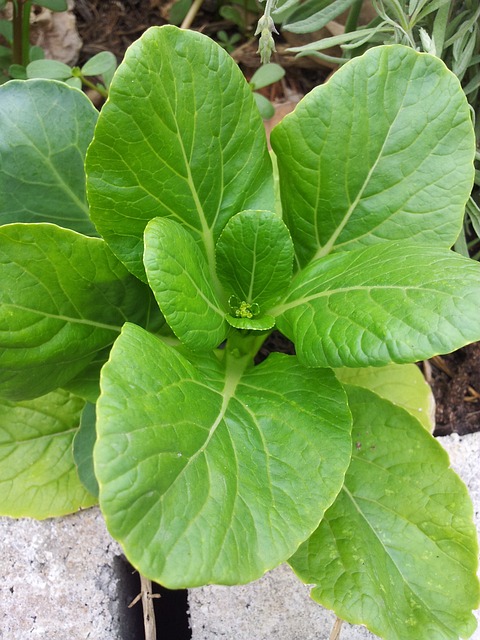 Bok Choy: Health Benefits And Adverse Effects