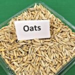 Free Oats Grain photo and picture