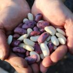 Free Runner Beans Food photo and picture