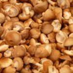 Free Shiitake Mushroom photo and picture