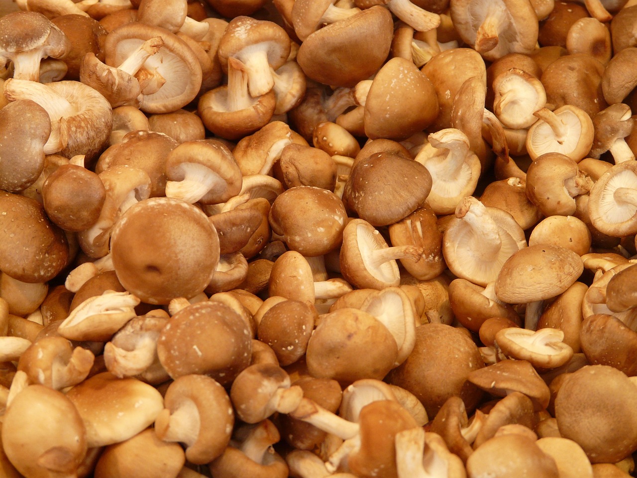 The Health Benefits Of Shiitake Mushroom