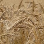 Free Wheat Field photo and picture